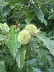 采摘節之板栗豐收